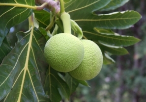 breadfruit