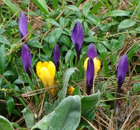 snowdrops