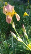 flowers: peach colored iris