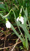 flowers: snowdrops