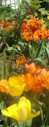 flowers: tulips