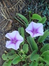 flowers: koali