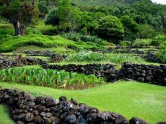 Kalo Kaua'i