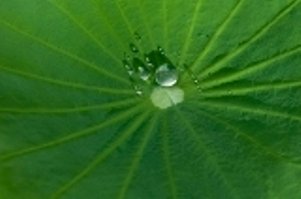 taro leaf with drop of water