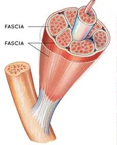 fascia detail diagram