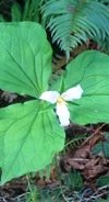 flowers: trillium