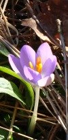 flowers: crocus