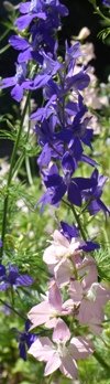 flowers: larkspur