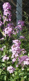 flowers: phlox