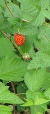 flowers: salmonberry fruit