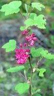 flowers: salmonberry blossom