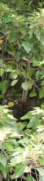 LEFT for lomilomi-massage.org